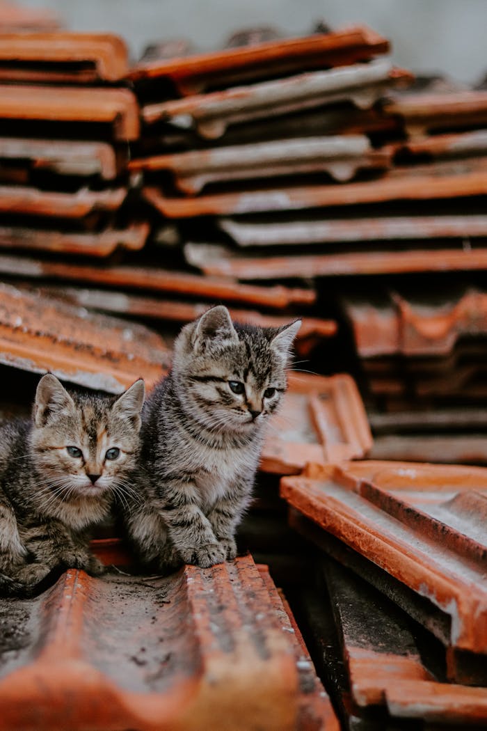 Two adorable tabby kittens playing on stacked terracotta roof tiles outdoors.