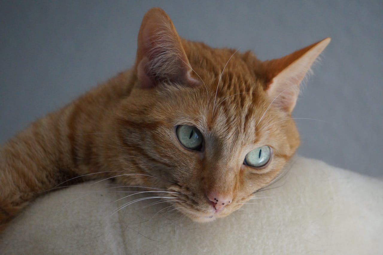 Close-up of a ginger tabby cat with green eyes resting peacefully indoors.