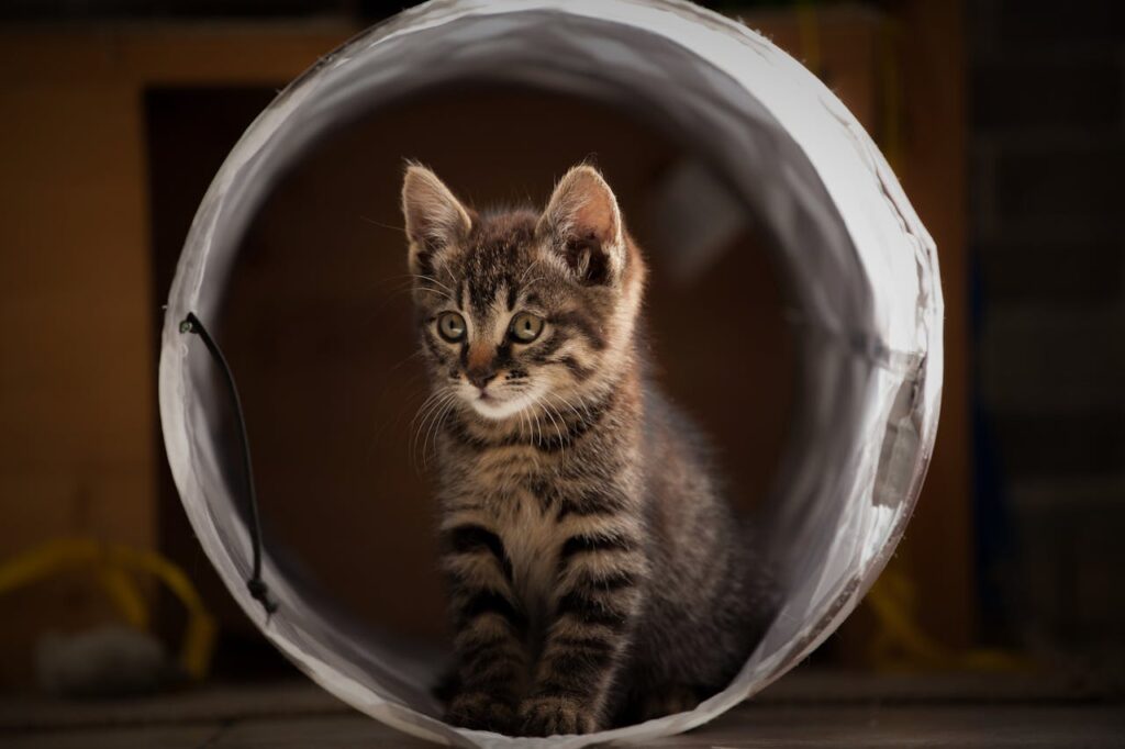 Cute tabby kitten playing inside a tube, perfect for pet lovers and animal enthusiasts.