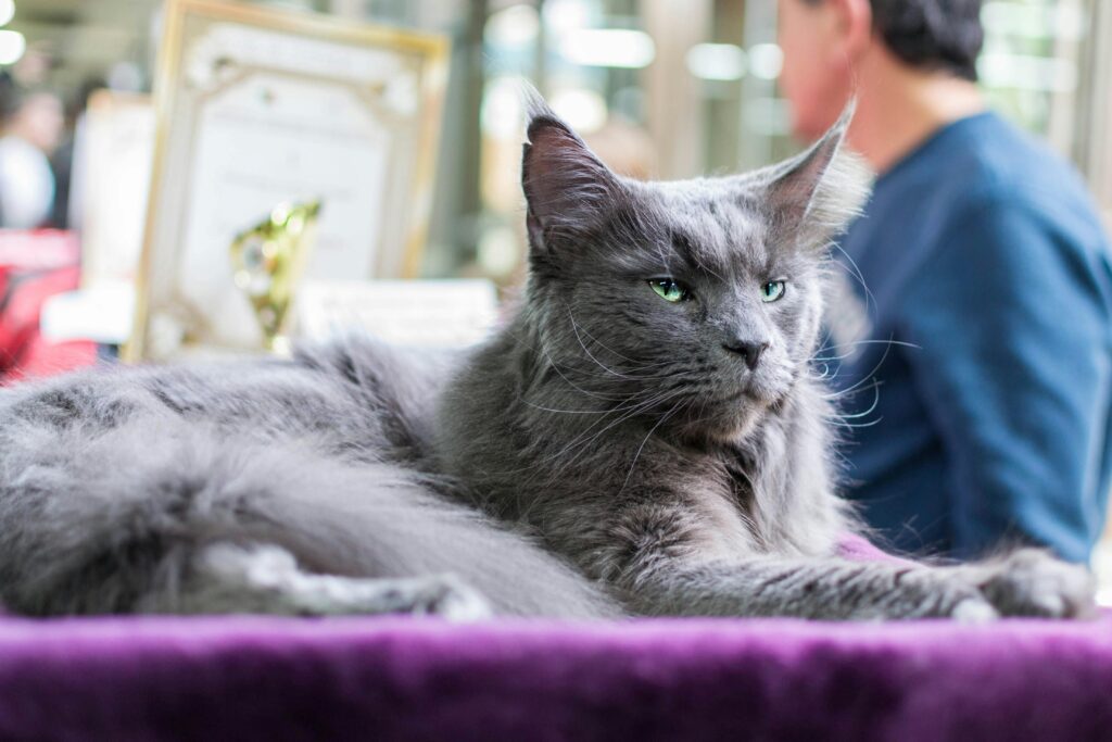 Maincoon