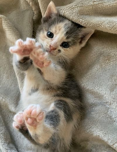Cat Adoption Near Me: How to Rescue & Adopt Cats