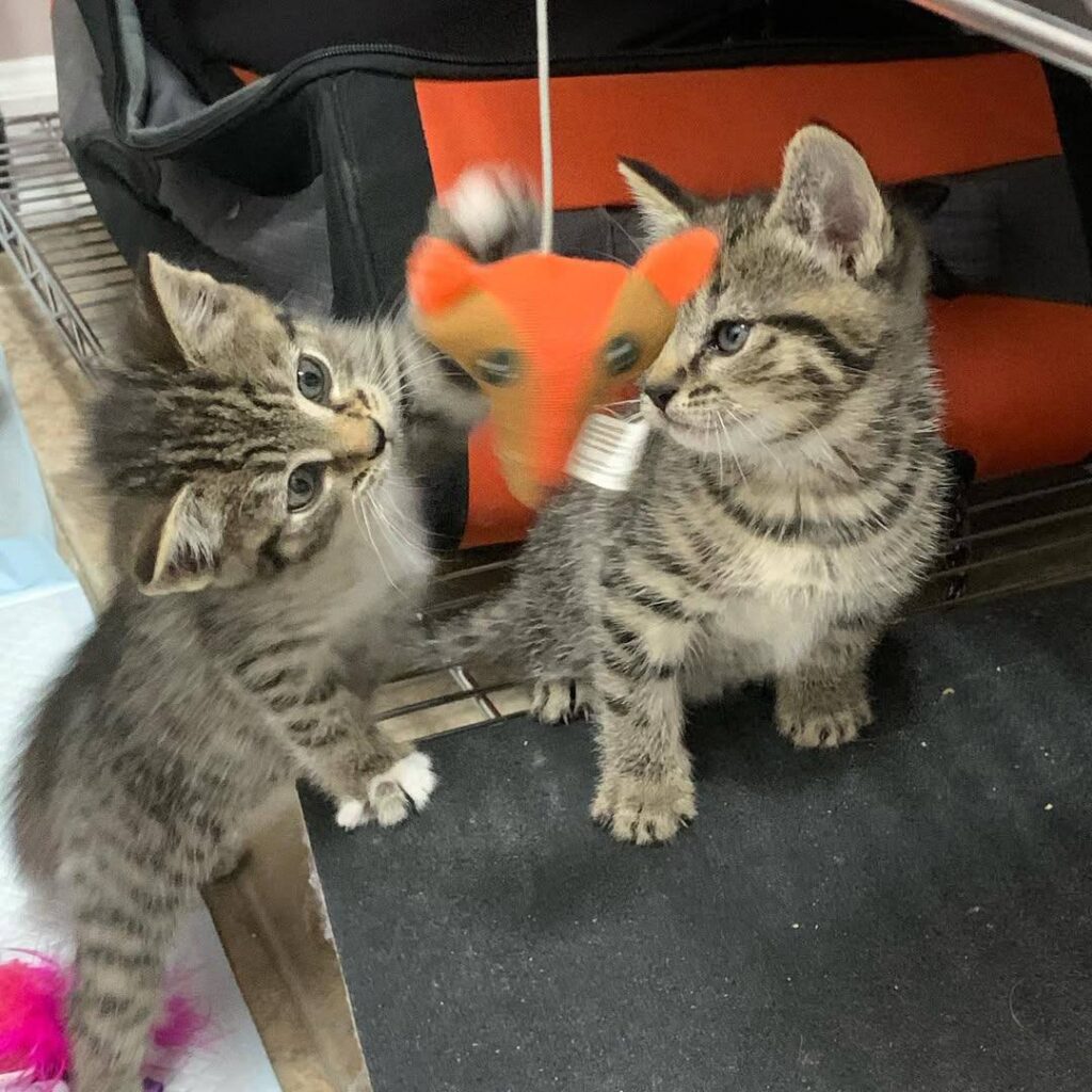 Cat Shelter