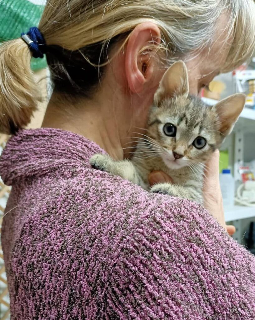 Kitten for adoption