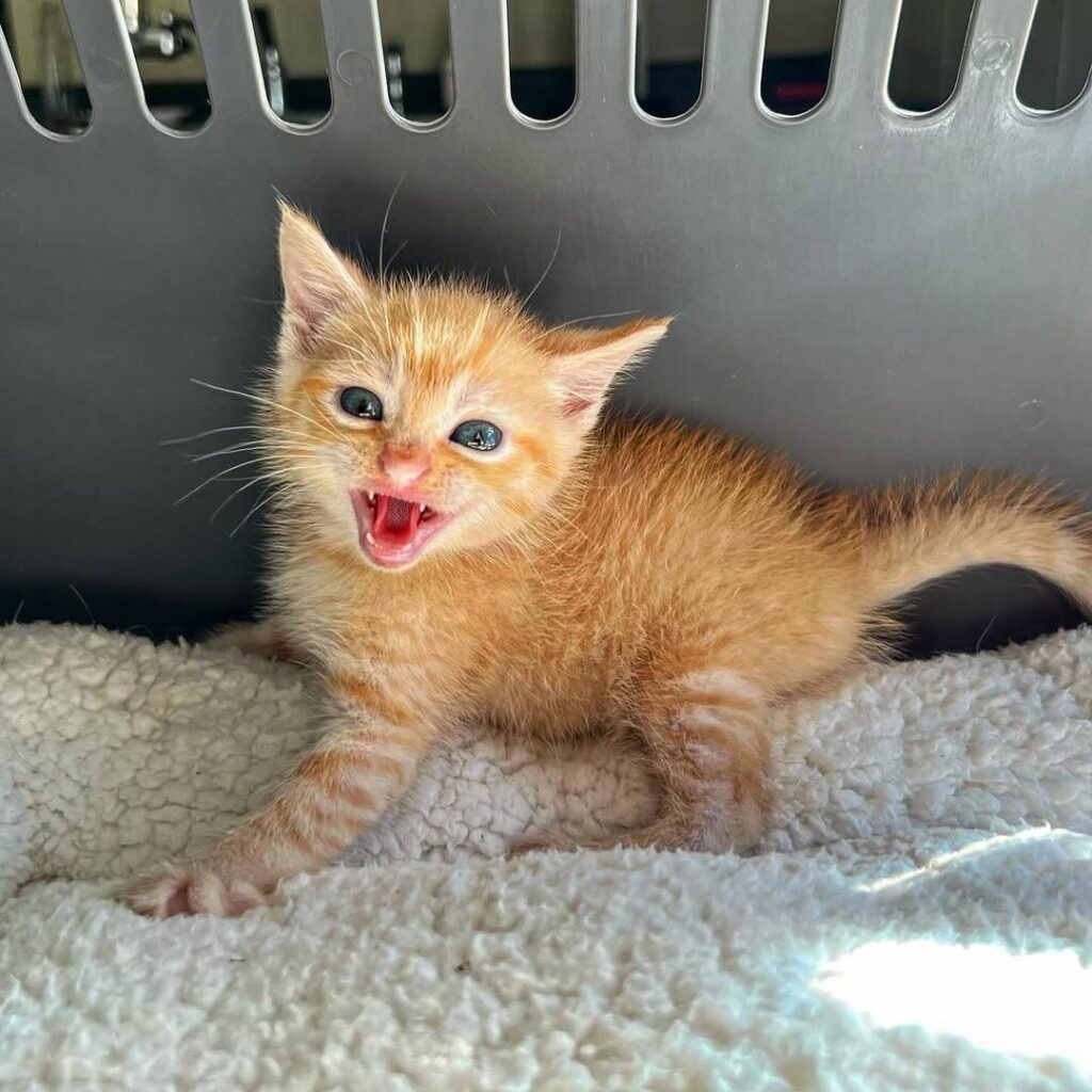 Free cats near me