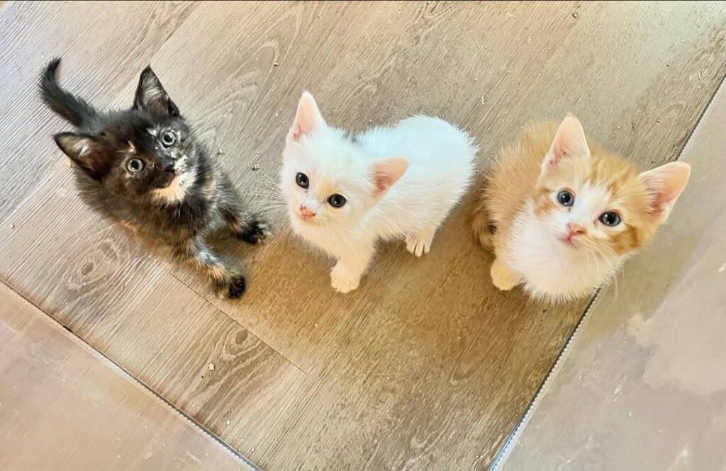Adopt cats near me