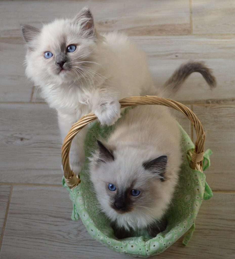 ragdoll kittens ragdoll kittens